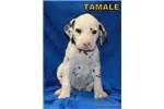 Dalmatian Puppies for Sale from Reputable Dog Breeders