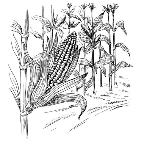 how to draw corn crops - washvansinwashingmachine