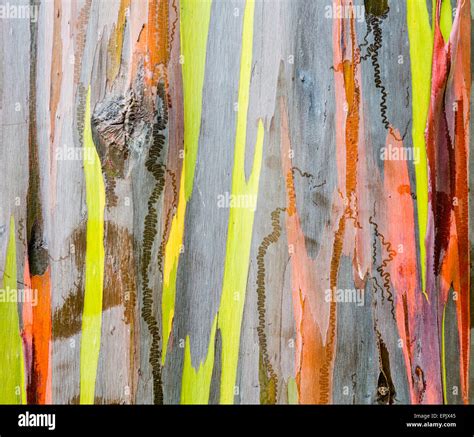 Detail of colorful bark of Rainbow Eucalyptus tree Stock Photo - Alamy