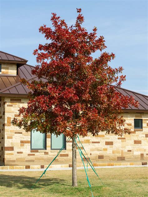 Shumard Red Oak: A Majestic Shade Tree for Your Yard