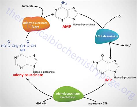 Nucleotides: Biosynthesis and Catabolism - The Medical Biochemistry Page