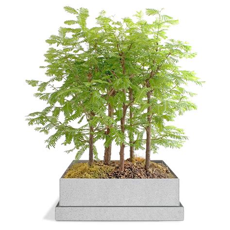 Dawn Redwood Bonsai Forest | bonsai supplies | UncommonGoods