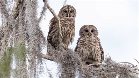 7 Species of Owls in Missouri (with pictures) - Animal Hype