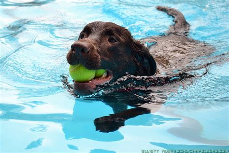 Dog Swim 2014_09_14_009 | Dog Swim at Hargraves Park | Flickr