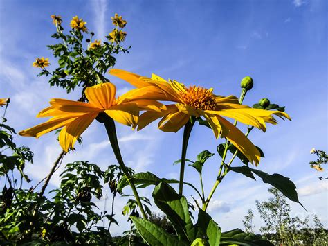 Mexican Sunflower Photograph by Zina Stromberg