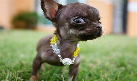 Chihuahua Milly is the World's Smallest Dog (10 pics)