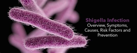 Shigella Infection- Symptoms, Causes, Risk Factors and Prevention