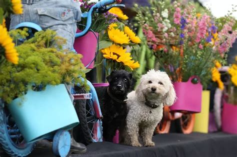 First look at this year's Southport Flower Show as event marks its 90th anniversary - Liverpool Echo