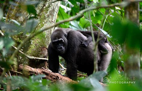 Congo Wildlife – Ramdas Iyer Photography