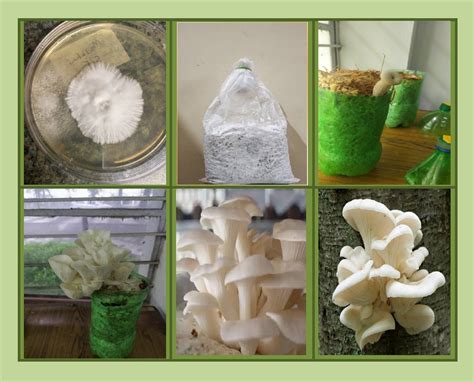 Oyster Mushroom Cultivation