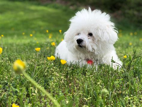 Can I give my pet Zyrtec for allergies? | FirstVet