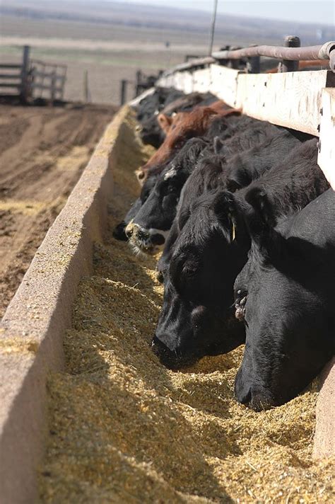 2016 Feed Composition Tables: How to discover the nutritional value of 280 cattle feedstuffs ...