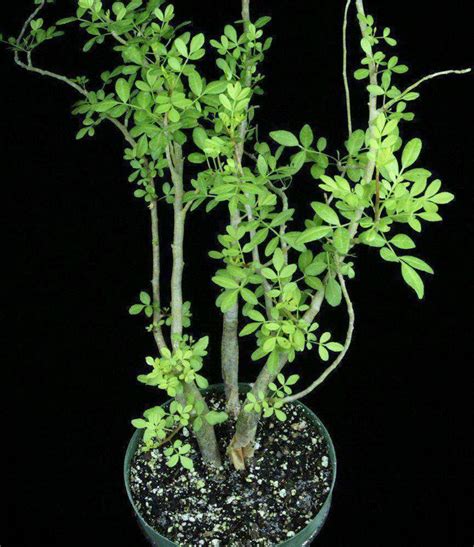 Bursera fagaroides – Tropiflora