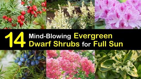 Dwarf Shrubs For Full Sun