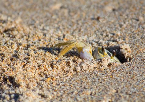 Atlantic Ghost Crab digging burrow - Stock Image - F031/9360 - Science Photo Library