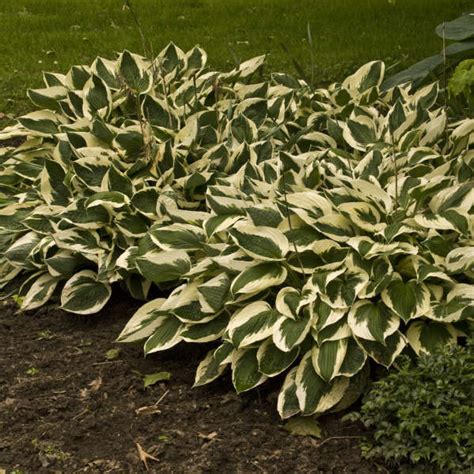 Hosta 'Patriot' | Perennial Resource