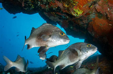 A Close-Up Shot of a Snappers · Free Stock Photo