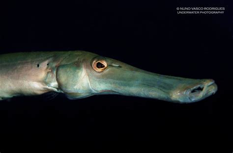 Atlantic cornetfish | Unterwasser