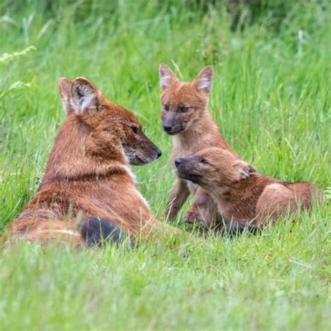 Our dhole pups are now 4 months old! Have you seen them on Safari yet? #wmsp#animals#wildlife# ...