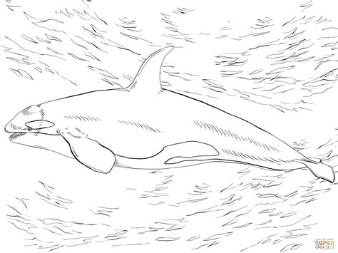 Killer Whale Orca coloring page | Free Printable Coloring Pages