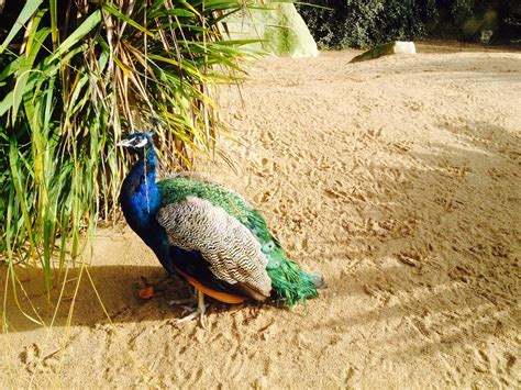 Peacock at the Zoo : r/wallpapers