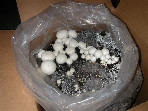 White Button Mushrooms grow kit – Mushroom Kenya