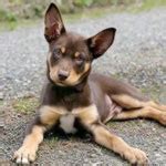 Australian Kelpie 101: Owner's Guide