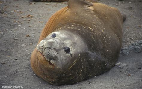 Southern Elephant Seal - Oceana