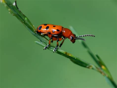 beetle larvae – Growing With Science Blog