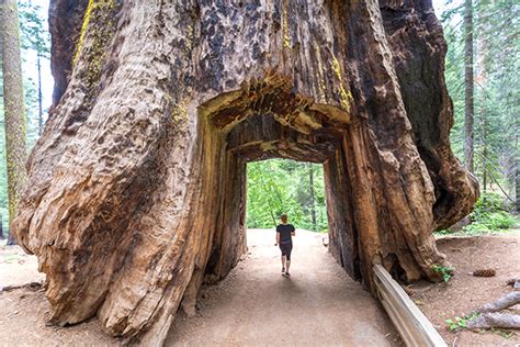 Tuolumne Grove Of Giant Sequoias Yosemite National Park | Visit Tuolumne | Visit Tuolumne