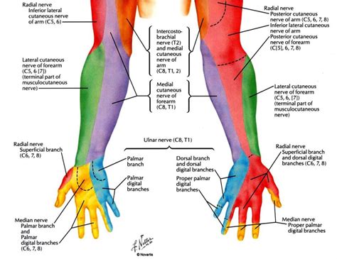 Innervation Of Hand Muscles Hand Muscle Innervation - Human Anatomy Lesson | Radial nerve ...