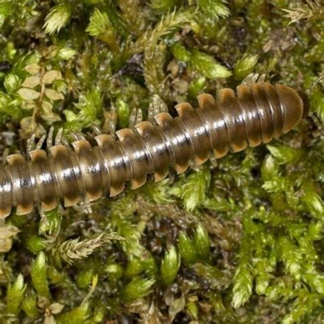 New millipede species named after Taylor Swift | Curious Times