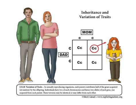 Inheritance and Variation of Traits Reading (6-8 Grade)