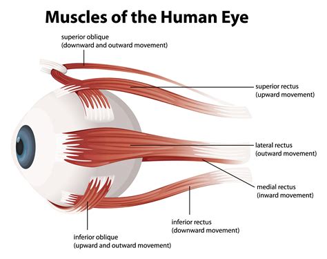 Human eye muscles - Dallas Feldenkrais