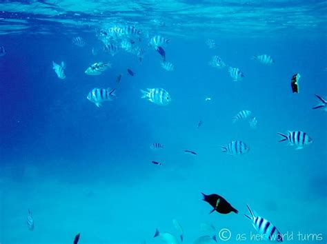 Snorkeling in the Cook Islands http://www.asherworldturns.com/snorkeling-in-the-cook-islands ...