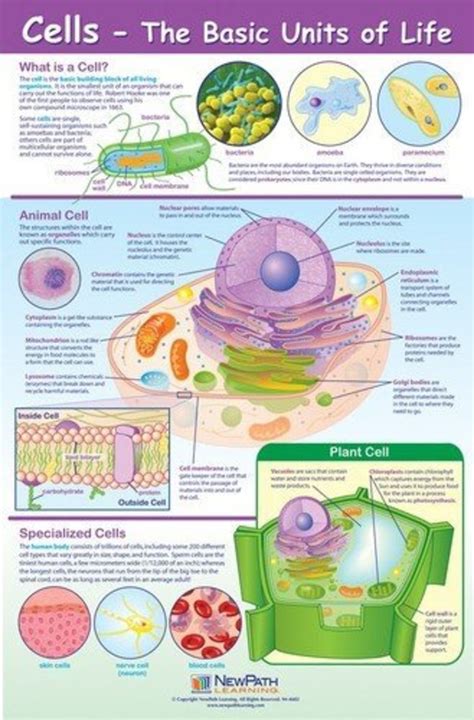 Biology Worksheets | HubPages