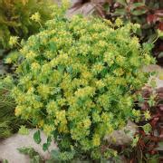 Bupleurum Seed - Hare's Ear Bupleurum Flower Seeds