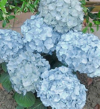 Keeping Hydrangeas Healthy, Happy & Blue - Bloomin' Blog