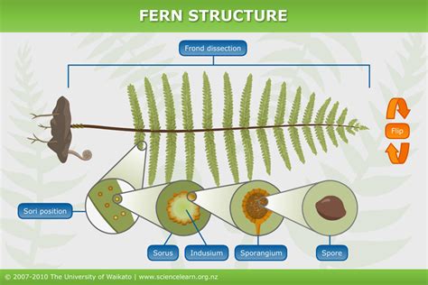 Underlay of a fern — Science Learning Hub