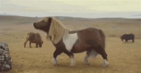 Pony Moonwalk GIF - Pony Moonwalk Dance - Discover & Share GIFs