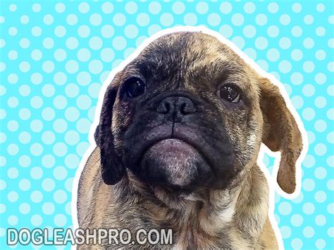 English Bulldog Pug Mix: Bull Pug Complete Guide - Dog Leash Pro