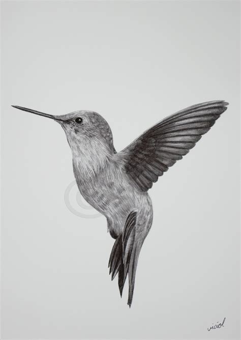 Impresión de dibujo de grafito colibrí volador / A3 A4 A5 / - Etsy España