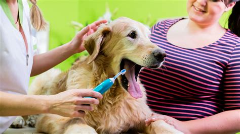 The Importance Of Dental Care For Pets: Maintaining Healthy Teeth And ...