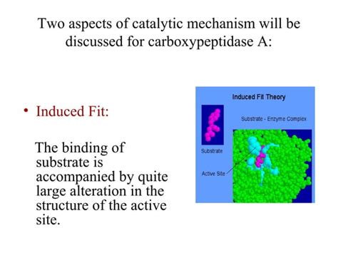 6 carboxypeptidase mechanism