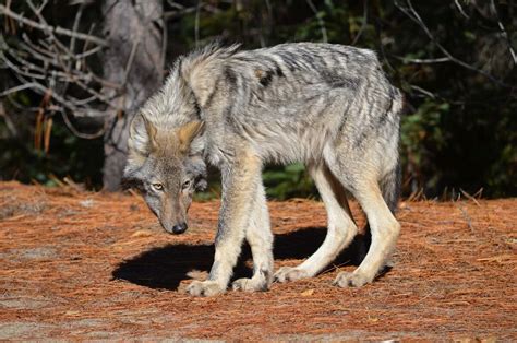 An Eastern Wolf in Algonguin Park