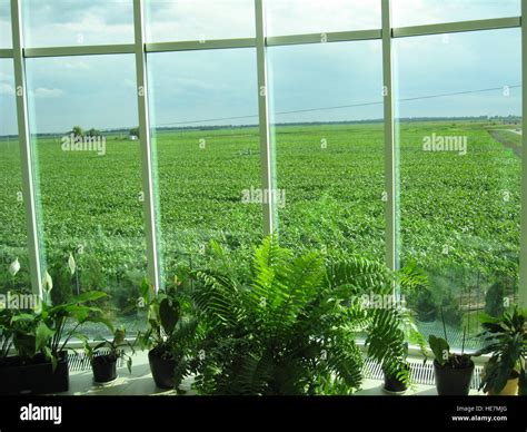 office window with a view of green agricultural field Stock Photo - Alamy