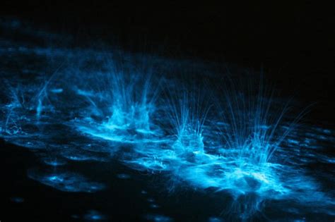 15 places to see bioluminescence [pics] | The Places I Want To Go Wearing My Arm Charms ...