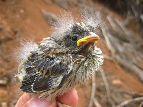 Herbicides Don’t Affect Survival of White-Crowned Sparrow Nests & Fledglings