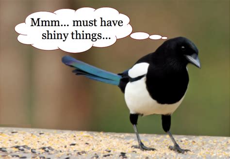 OK, Magpies are in the same family as Crows & Ravens (Corvidae), who ...