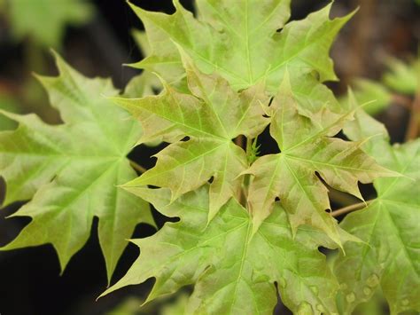 Shantung maple, Acer truncatum, leaves in spring Acer, Lavender Highlights, Clay Soil, Drought ...